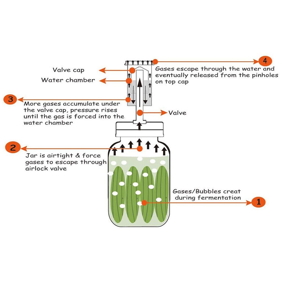 Wine Beer And More - Set di 4 Coperchi per Fermentazione